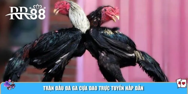 Trận đấu đá gà cựa dao trực tuyến hấp dẫn