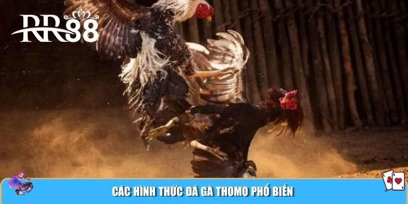 Các hình thức đá gà Thomo phổ biến