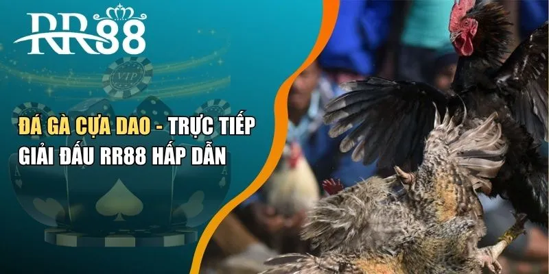 Đá Gà Cựa Dao - Trực Tiếp Giải Đấu RR88 Hấp Dẫn