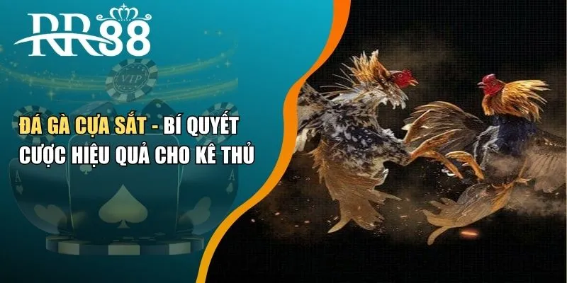 Đá Gà Cựa Sắt - Bí Quyết Cược Hiệu Quả Cho Kê Thủ
