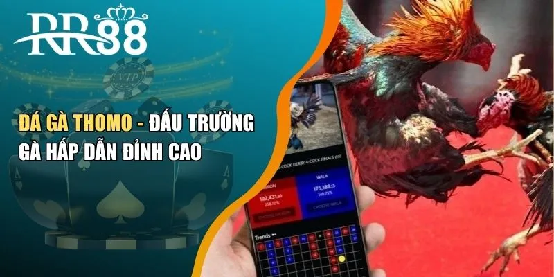 Đá Gà Thomo - Đấu Trường Gà Hấp Dẫn Đỉnh Cao
