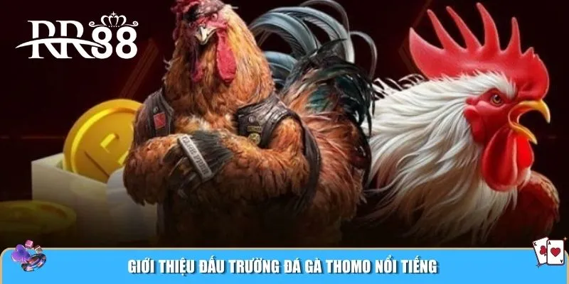 Giới thiệu đấu trường đá gà Thomo nổi tiếng