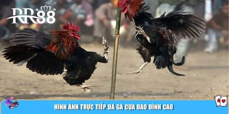 Hình ảnh trực tiếp đá gà cựa dao đỉnh cao