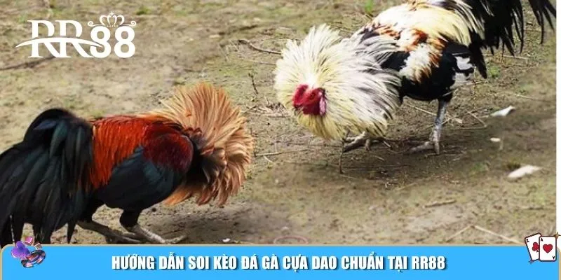 Hướng dẫn soi kèo đá gà cựa dao chuẩn tại RR88