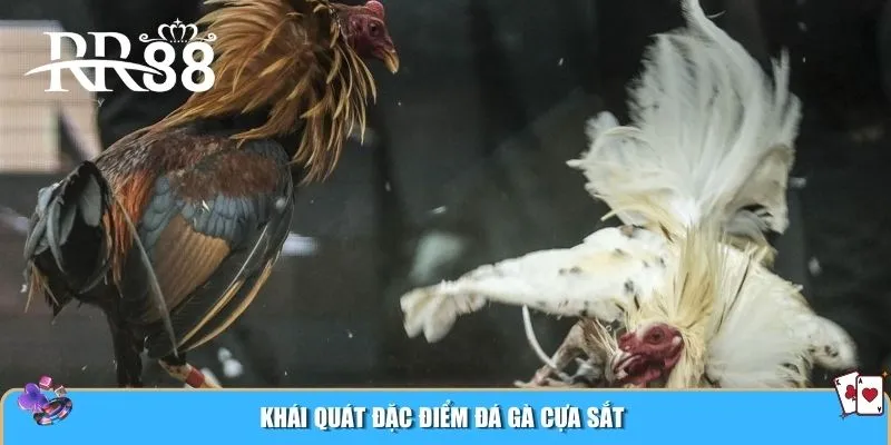 Khái quát đặc điểm đá gà cựa sắt