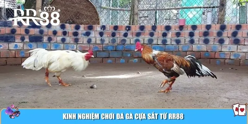 Kinh nghiệm chơi đá gà cựa sắt từ RR88