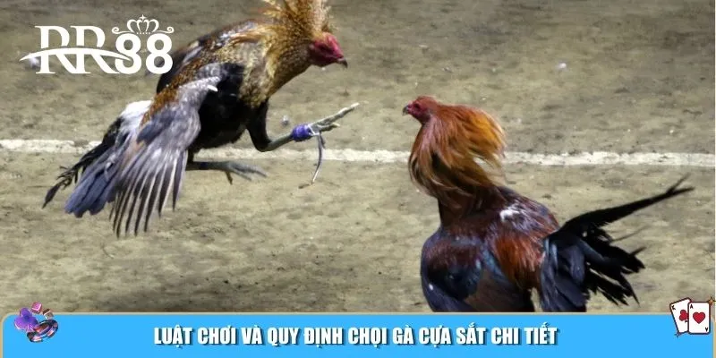 Luật chơi và quy định chọi gà cựa sắt chi tiết
