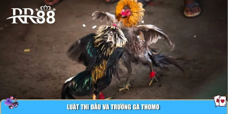 Luật thi đấu và trường gà Thomo